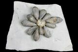 Jurassic Fossil Urchin (Firmacidaris) - Amellago, Morocco #179473-2